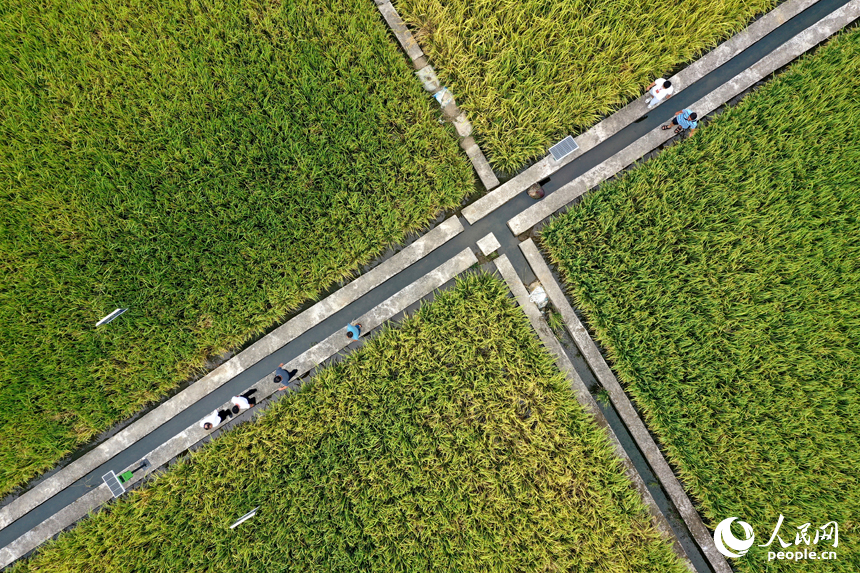 水稻制種基地內，農業專家正在田間巡查雜交制種水稻的長勢。人民網記者 時雨攝