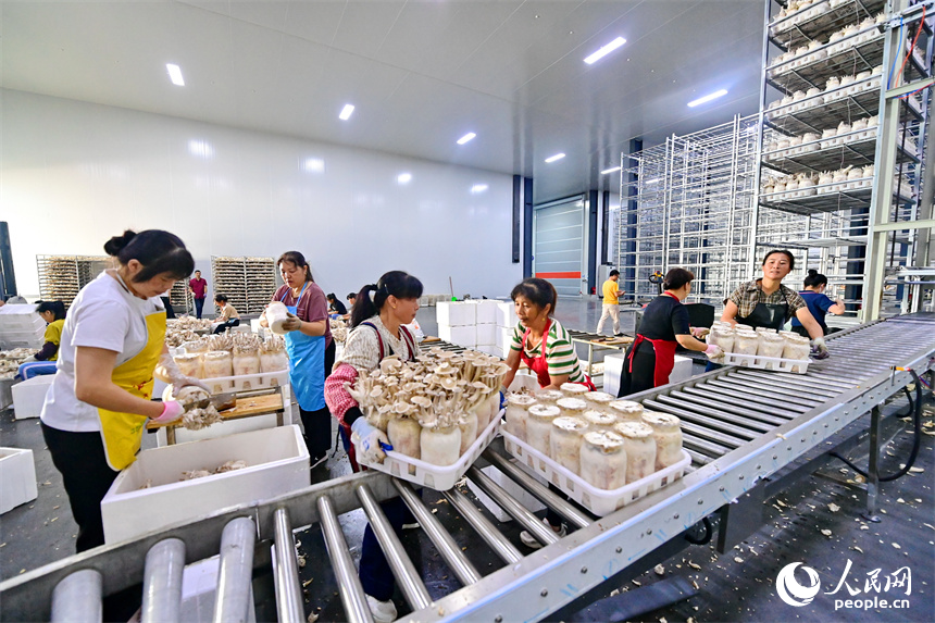 安遠縣的一家現代農業有限公司食用菌生產基地，工人在加緊分揀食用菌。人民網 朱海鵬攝