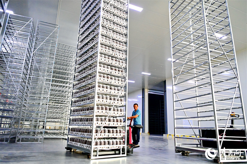 安遠縣的一家現代農業有限公司食用菌生產基地，工人在加緊裝運食用菌。人民網 朱海鵬攝