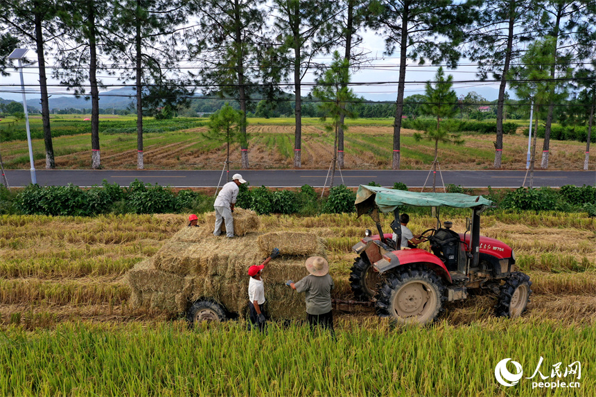 安義縣新民鄉的稻田里，拖拉機正在將打捆機收集打包的秸稈壓縮包裝車。人民網記者 時雨攝