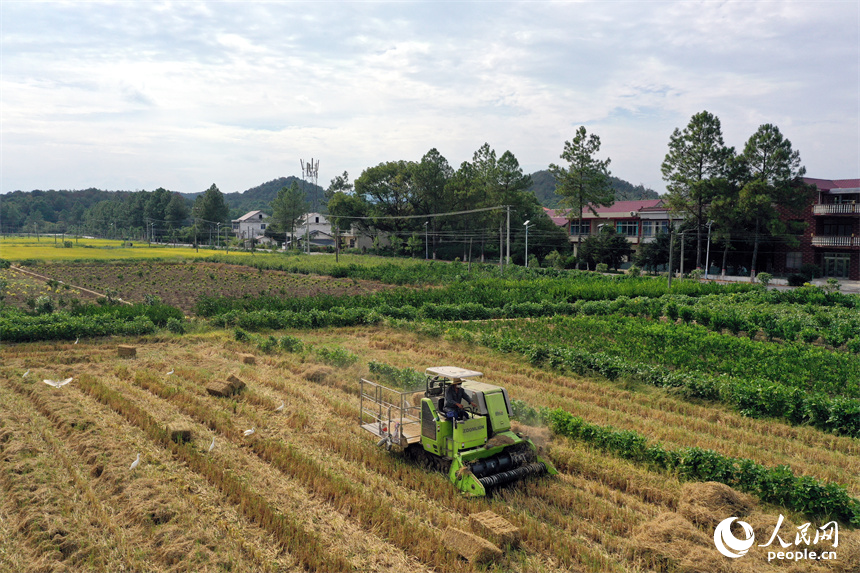 安義縣新民鄉的稻田里，打捆機正在將秸稈歸攏收集并壓縮打包。人民網記者 時雨攝