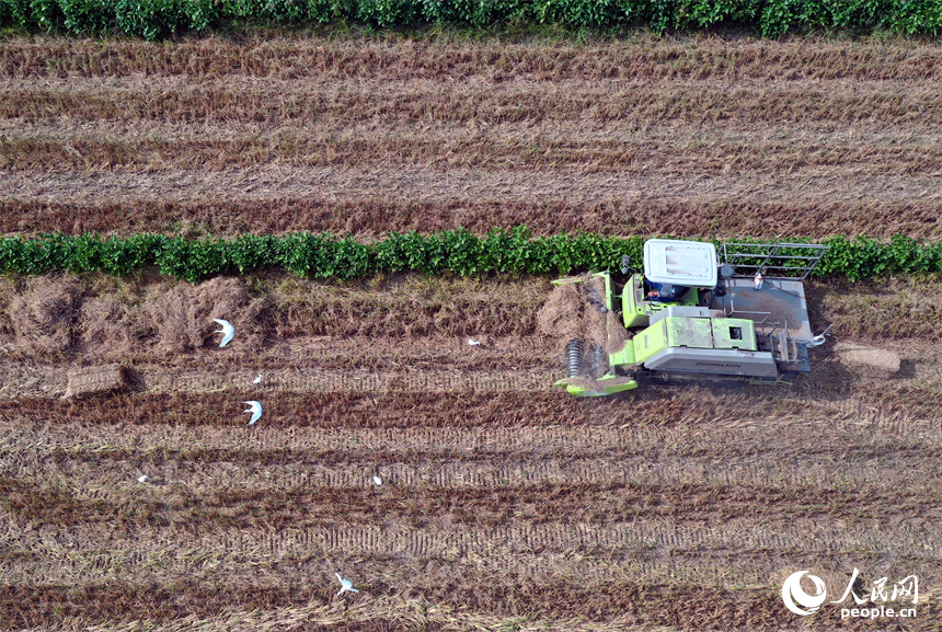 安義縣新民鄉的稻田里，打捆機正在將秸稈歸攏收集并壓縮打包。人民網記者 時雨攝