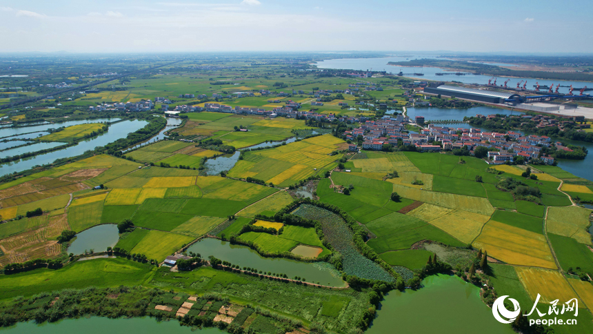 南昌縣灘上村，田野泛黃，與民房、河塘、道路等相映成景。人民網記者 毛思遠攝