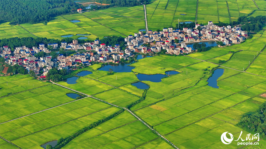 吉安市吉水縣丁江鎮丁江村，連片金黃的稻田與河流、村落、山巒相映成景。人民網 朱海鵬攝