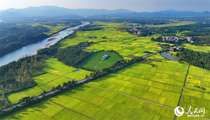 吉安市吉水縣丁江鎮丁江村，連片金黃的稻田與河流、村落、山巒相映成景。人民網 朱海鵬攝