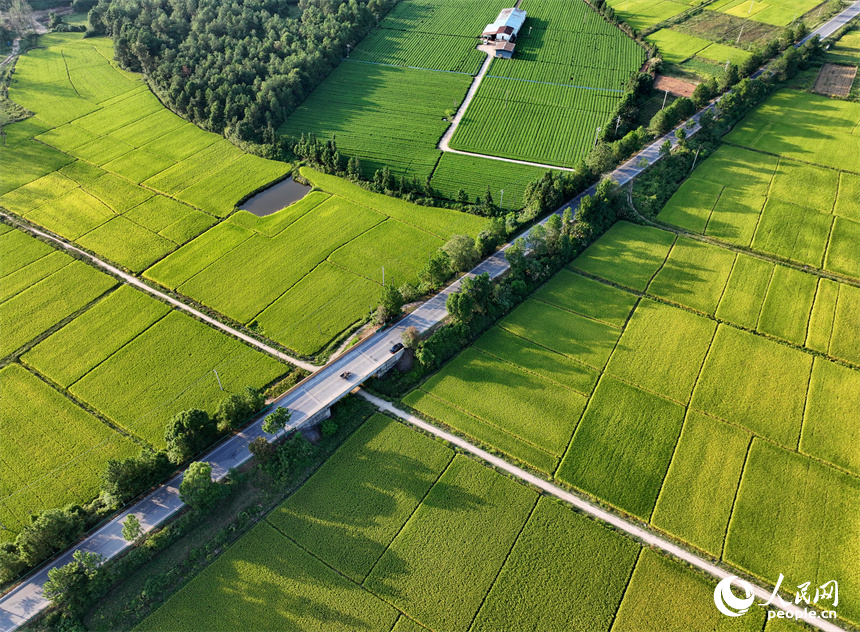 吉安市吉水縣丁江鎮丁江村，連片金黃的稻田與河流、村落、山巒相映成景。人民網 朱海鵬攝