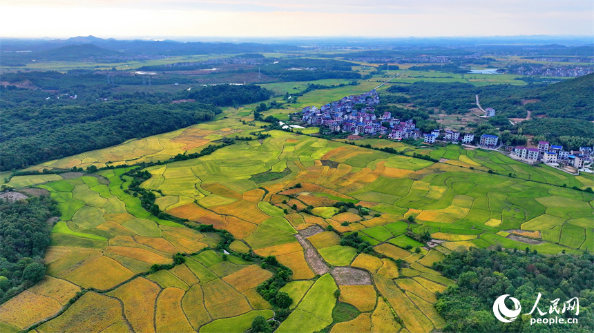 樂平市后港鎮義方村，金黃色的稻田與錯落有致的村莊、連綿起伏的青山交相輝映。朱海鵬攝
