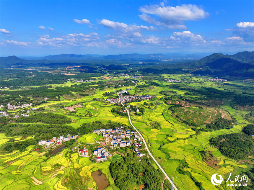 吉水縣白水鎮洪橋村，群山連綿、阡陌縱橫，泛黃的稻田與通村公路、民居、綠植相映成趣。人民網 朱海鵬攝