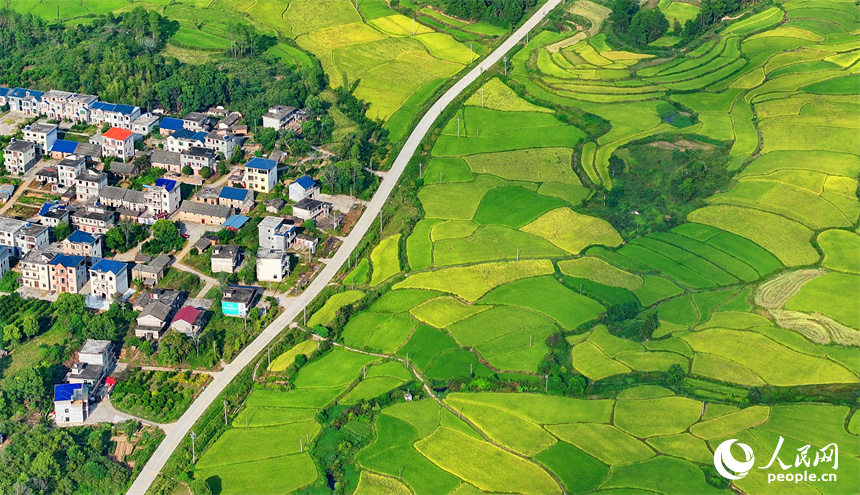 吉水縣白水鎮洪橋村，群山連綿、阡陌縱橫，泛黃的稻田與通村公路、民居、綠植相映成趣。人民網 朱海鵬攝
