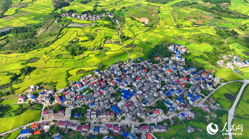 吉水縣白水鎮洪橋村，群山連綿、阡陌縱橫，泛黃的稻田與通村公路、民居、綠植相映成趣。人民網 朱海鵬攝