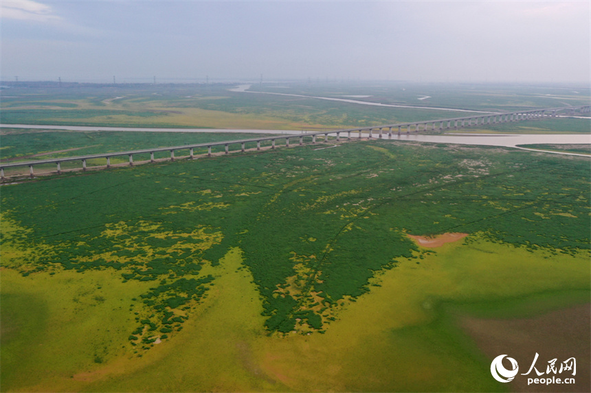鄱陽湖的核心湖區溝壑縱橫、裸露的灘涂長滿綠草。人民網記者 時雨攝