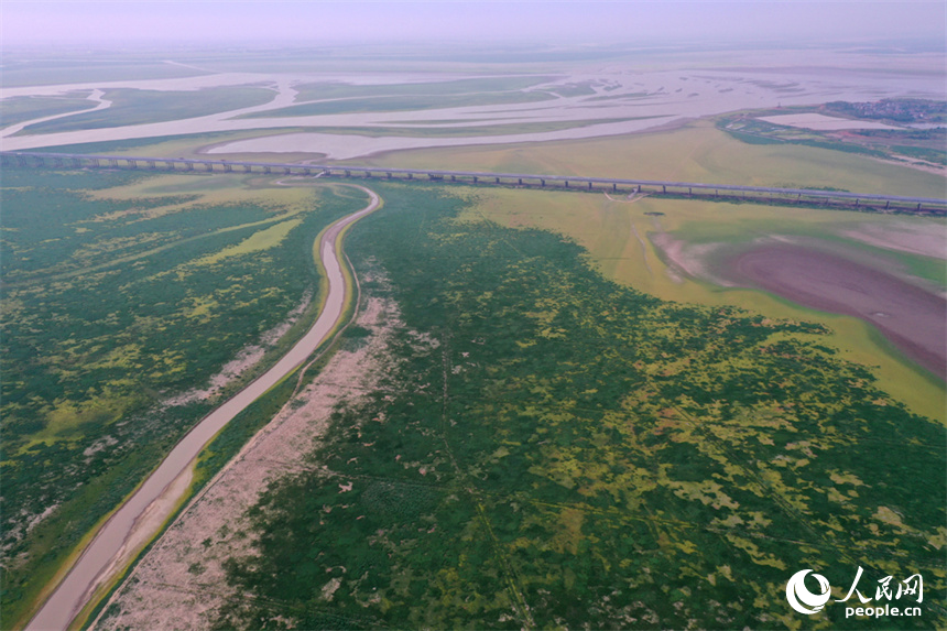 鄱陽湖的核心湖區溝壑縱橫、裸露的灘涂長滿綠草。人民網記者 時雨攝