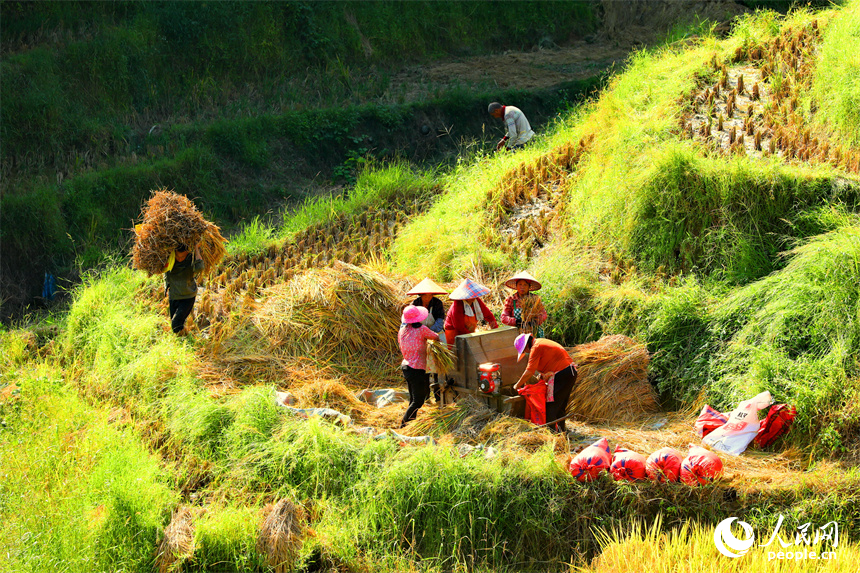 崇義縣上堡鄉上堡梯田，梯田依山蜿蜒、層層疊疊，秋風中掀起層層金色稻浪。人民網 朱海鵬攝