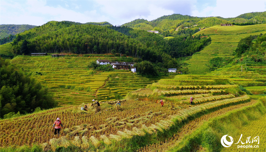 崇義縣上堡鄉上堡梯田，梯田依山蜿蜒、層層疊疊，秋風中掀起層層金色稻浪。人民網 朱海鵬攝