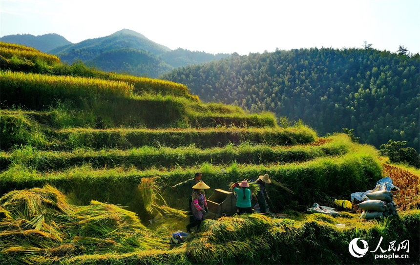崇義縣上堡鄉上堡梯田，梯田依山蜿蜒、層層疊疊，秋風中掀起層層金色稻浪。人民網 朱海鵬攝