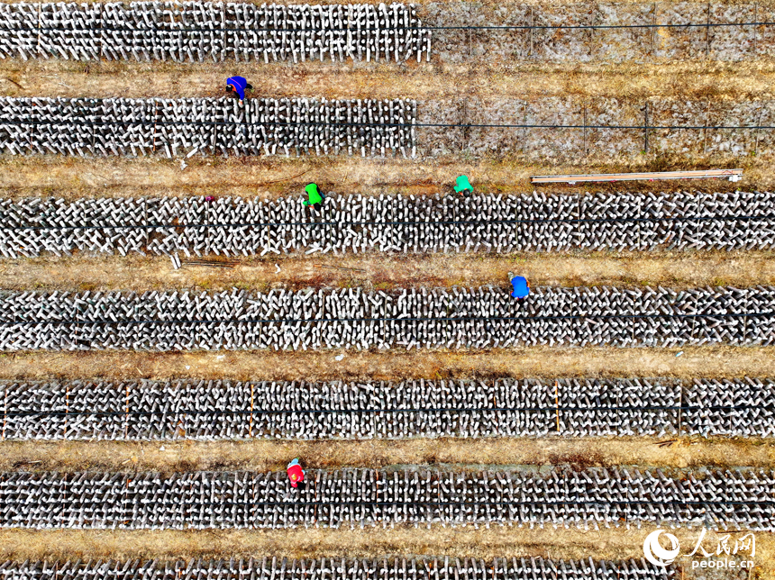 撫州市東鄉區黎圩鎮潭江村木耳種植基地，村民在打理木耳菌棒。人民網 朱海鵬攝