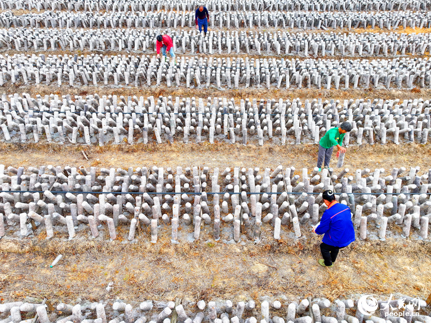 撫州市東鄉區黎圩鎮潭江村木耳種植基地，村民在打理木耳菌棒。人民網 朱海鵬攝