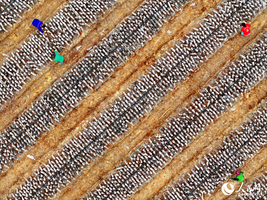 撫州市東鄉區黎圩鎮潭江村木耳種植基地，村民在打理木耳菌棒。人民網 朱海鵬攝