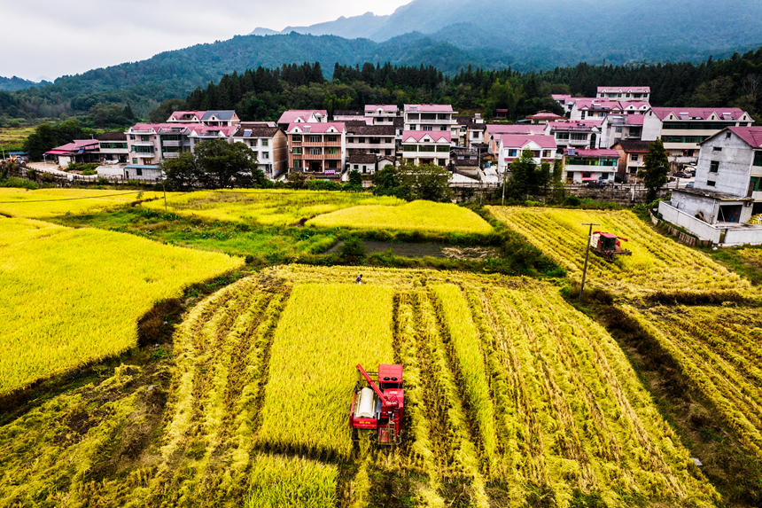 收割機在田間來回穿梭忙碌作業。吳志貴攝