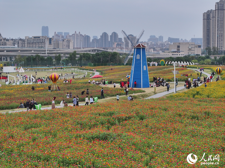 初冬時節，南昌馬蘭圩濕地公園菊花盛開，游客們在公園內賞花游玩。人民網記者 時雨攝