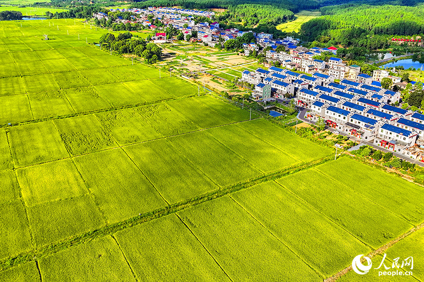 吉安市吉水縣醪橋鎮江口村，錯落有致的民居與青山綠水相映成趣，鄉村美景如畫。人民網 朱海鵬攝