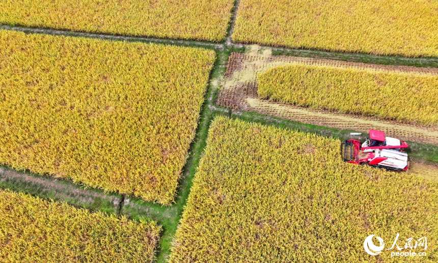 瑞金市沙洲壩鎮沙洲壩村，連片的晚稻迎來豐收。人民網 朱海鵬攝