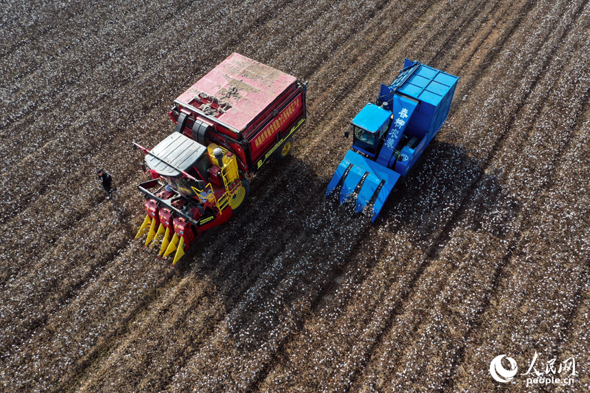 柴桑區江洲鎮的棉田里，采棉機正在田間穿梭采收棉花。人民網記者 時雨攝