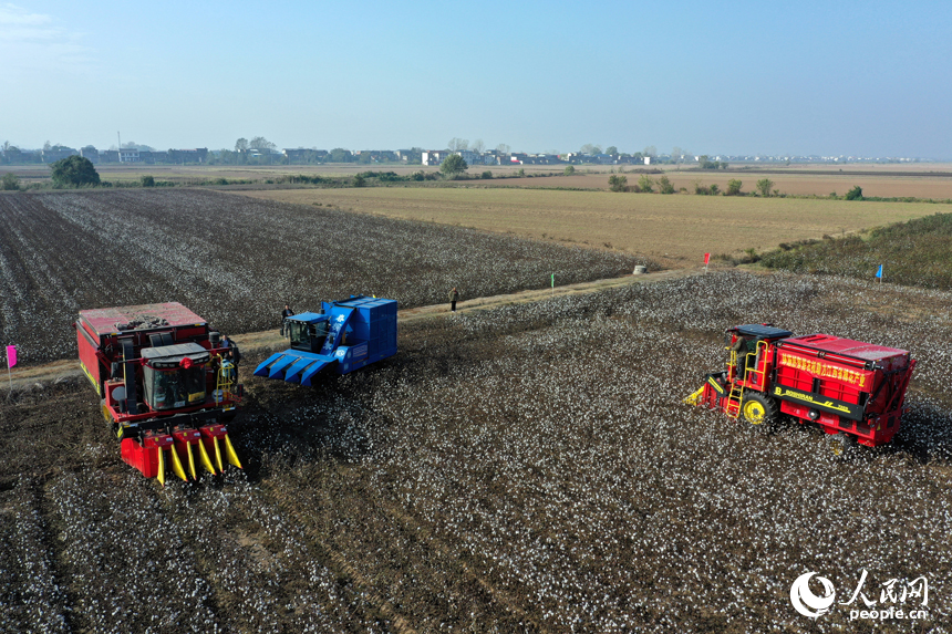 柴桑區江洲鎮的棉田里，采棉機正在田間穿梭采收棉花。人民網記者 時雨攝