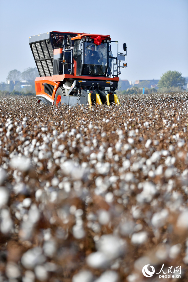 柴桑區江洲鎮的棉田里，采棉機正在田間穿梭采收棉花。人民網記者 時雨攝