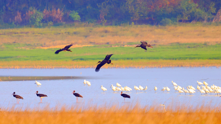“鳥中大熊貓”黑鸛飛臨永修縣鄱陽湖區域的“中國候鳥小鎮”。王小龍攝