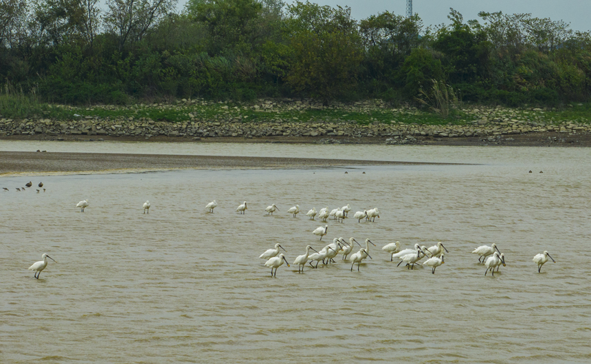 成群的越冬候鳥白琵鷺在鄱陽湖湖口縣濕地展翅飛翔、棲息覓食。李學華攝