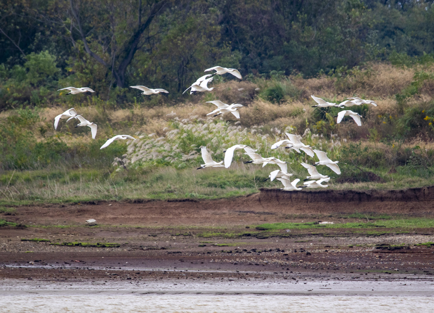 成群的越冬候鳥白琵鷺在鄱陽湖湖口縣濕地展翅飛翔、棲息覓食。李學華攝