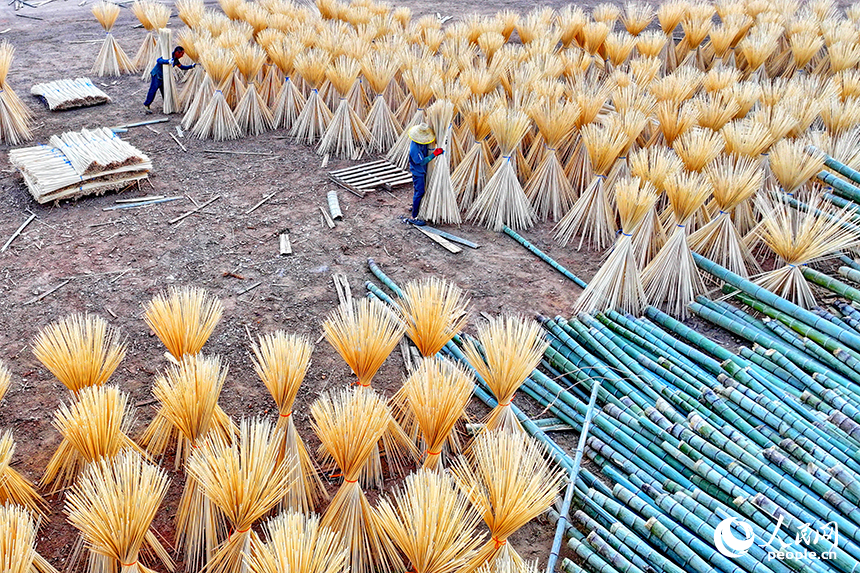 撫州市廣昌縣旴江鎮清水村的一家毛竹加工基地，竹農在收獲晾曬好的毛竹條。人民網 朱海鵬攝