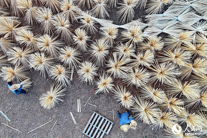 撫州市廣昌縣旴江鎮清水村的一家毛竹加工基地，竹農在收獲晾曬好的毛竹條。人民網 朱海鵬攝