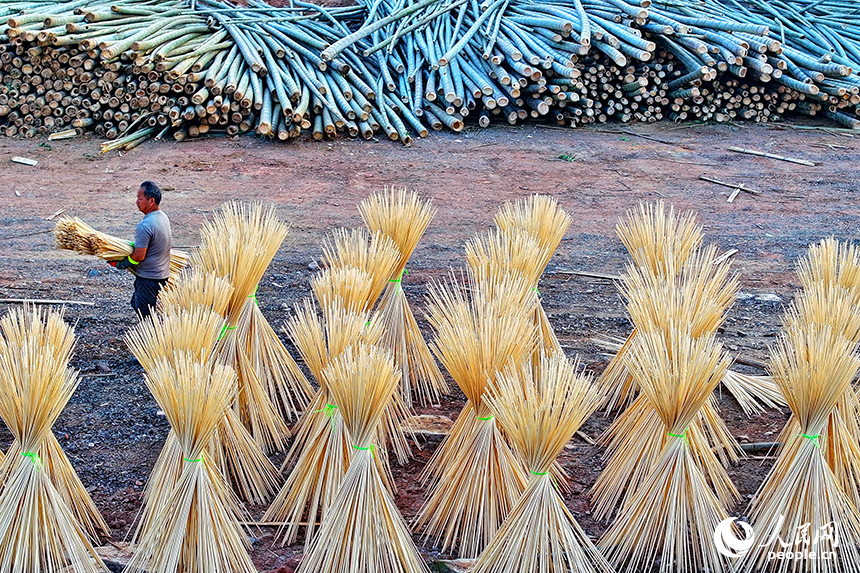 撫州市廣昌縣旴江鎮清水村的一家毛竹加工基地，竹農在收獲晾曬好的毛竹條。人民網 朱海鵬攝