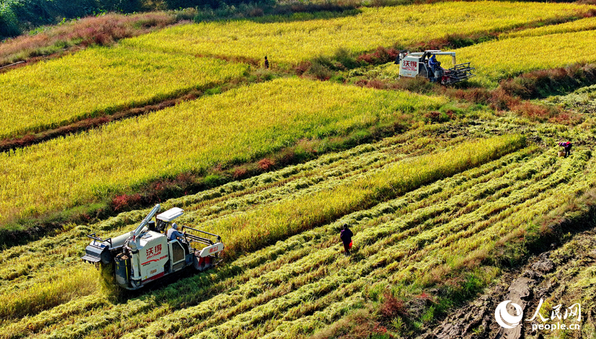吉安市永新縣煙閣鄉煙閣村，農田里晚稻一片金黃，與錯落有致的民房、遠處的青山綠樹相映相稱，構成一幅豐收時節的和美鄉村畫卷。人民網 朱海鵬攝