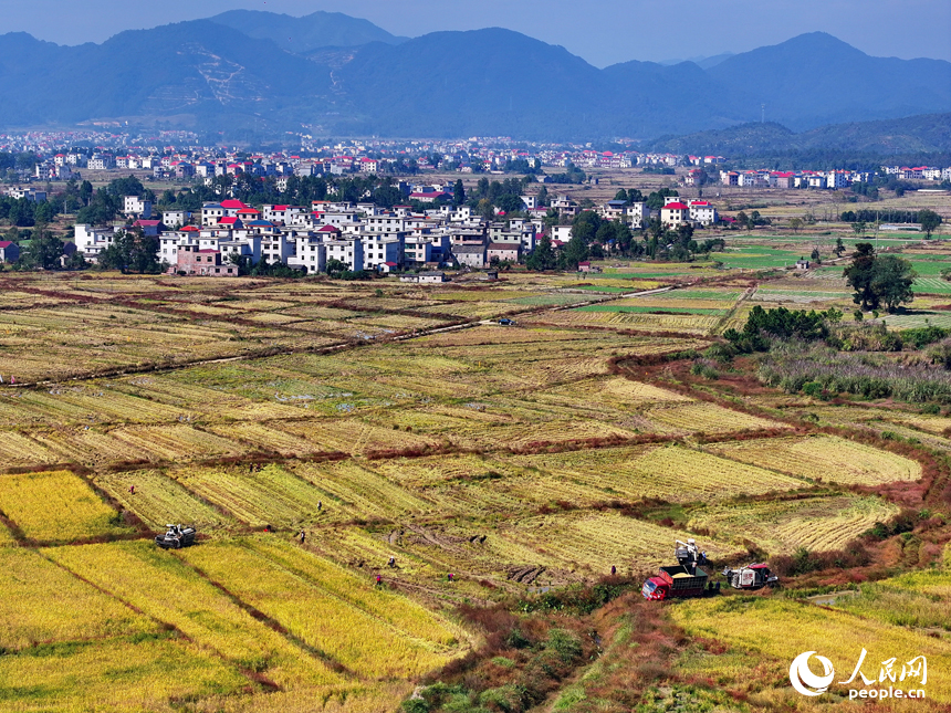 吉安市永新縣煙閣鄉煙閣村，農田里晚稻一片金黃，與錯落有致的民房、遠處的青山綠樹相映相稱，構成一幅豐收時節的和美鄉村畫卷。人民網 朱海鵬攝