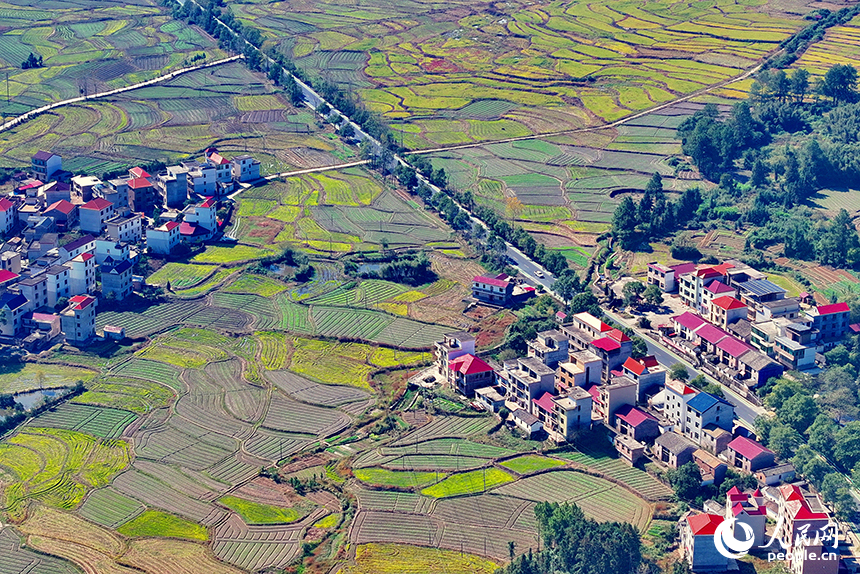 初冬時節的吉安市永新縣龍源口鎮黃陂洲村，綠樹、青山與農房、田野相映相襯。人民網 朱海鵬攝