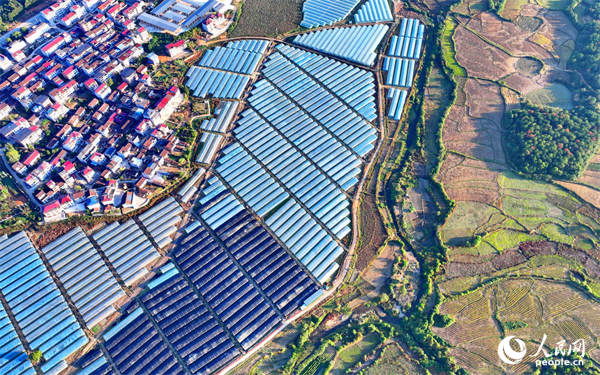 撫州市廣昌縣頭陂鎮大棚蔬菜基地，整齊排列的鋼架薄膜大棚與村莊房屋、綠樹群山相互映襯。人民網 朱海鵬攝