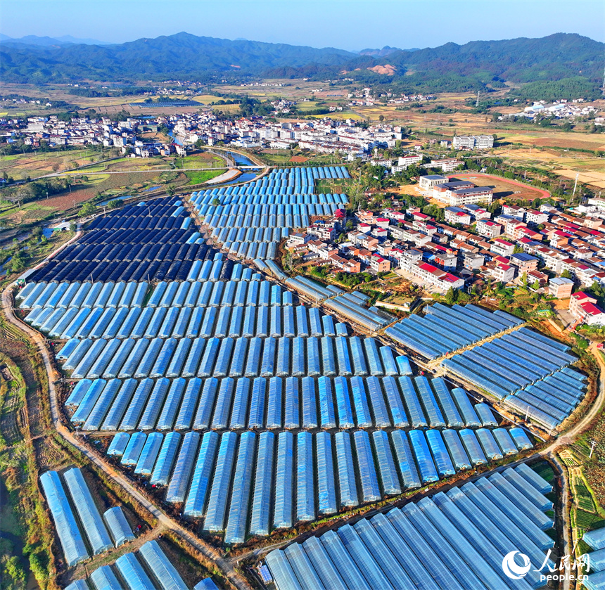 撫州市廣昌縣頭陂鎮大棚蔬菜基地，整齊排列的鋼架薄膜大棚與村莊房屋、綠樹群山相互映襯。人民網 朱海鵬攝