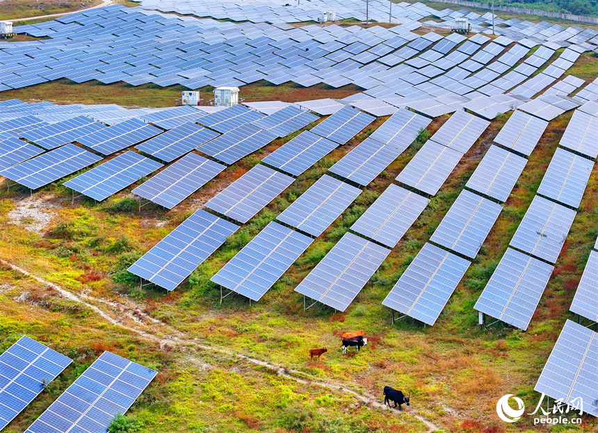 萍鄉市蓮花縣良坊鎮西潭坳，散養的肉牛在光伏發電基地內覓食。人民網 朱海鵬攝