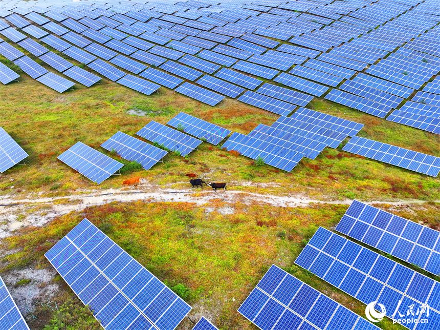 萍鄉市蓮花縣良坊鎮西潭坳，散養的肉牛在光伏發電基地內覓食。人民網 朱海鵬攝