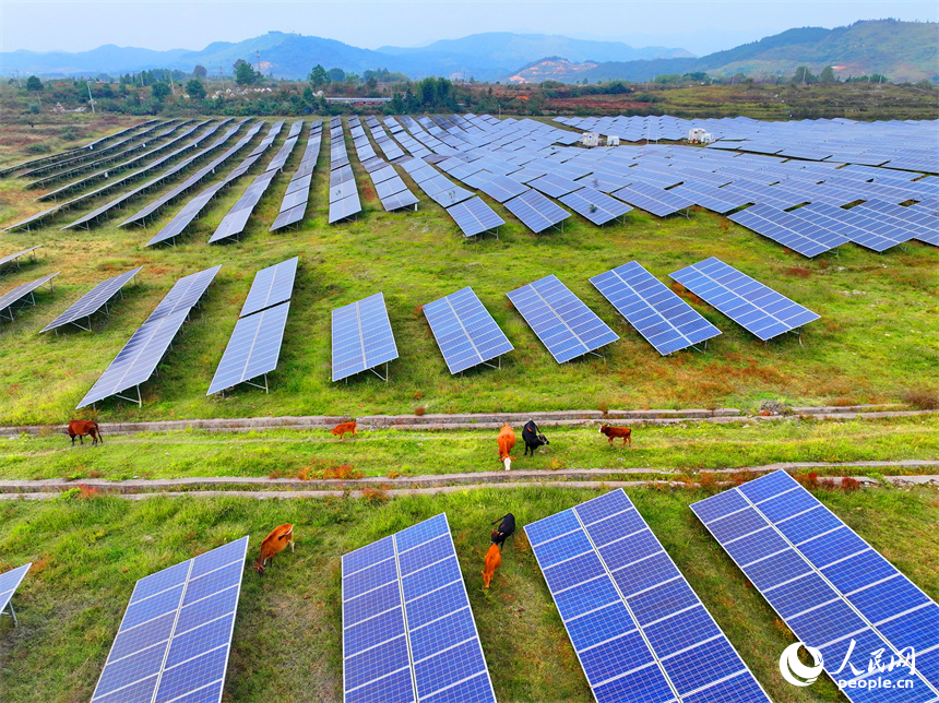 萍鄉市蓮花縣良坊鎮西潭坳，散養的肉牛在光伏發電基地內覓食。人民網 朱海鵬攝