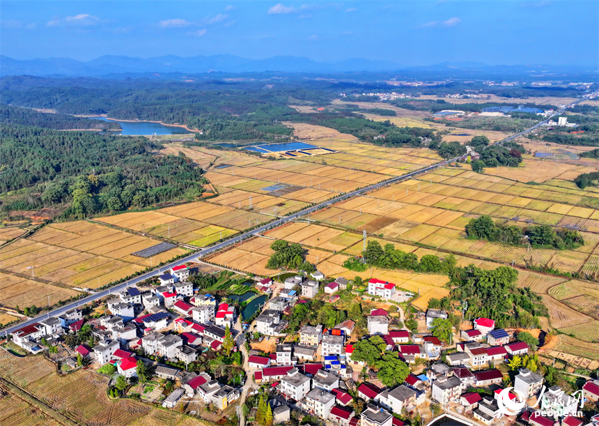 宜春市宜豐縣棠浦鎮高標準農田建設點，農機手駕駛推土機進行耕作層表土剝離。人民網朱海鵬攝