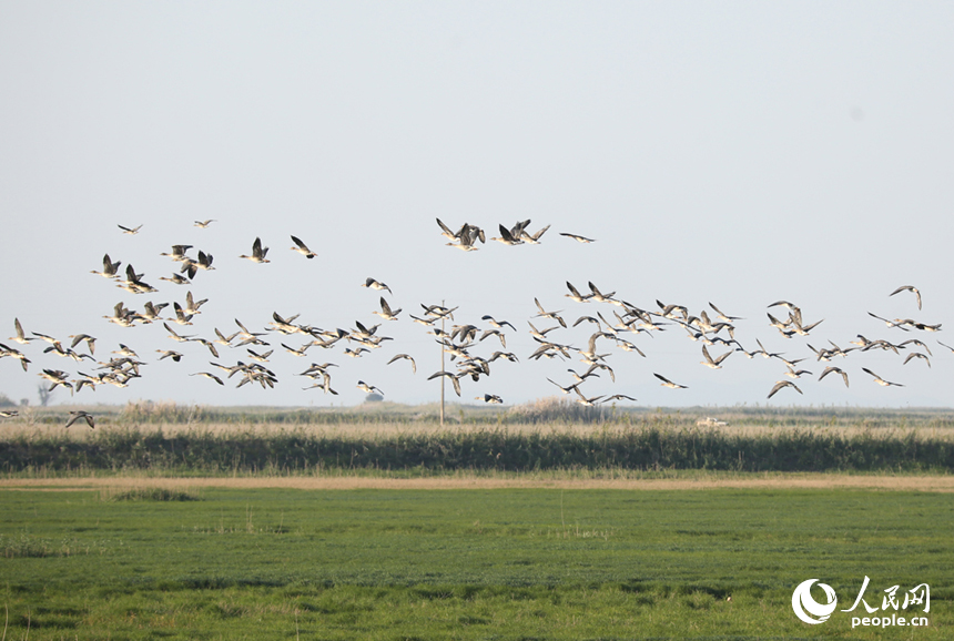 隨著冬季的來臨，我國最大的淡水湖鄱陽湖迎來大批越冬候鳥。人民網記者 時雨攝