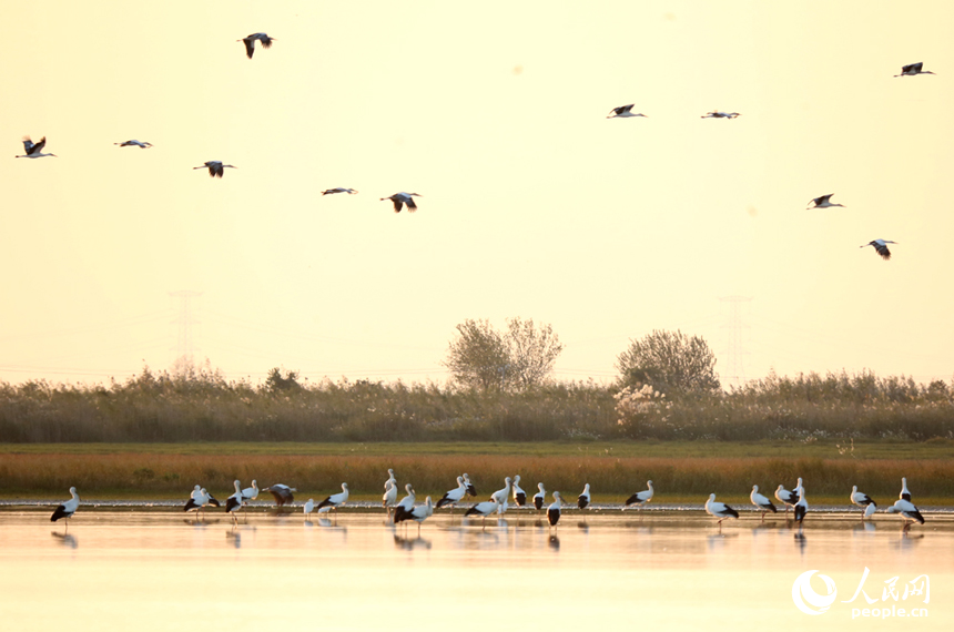 隨著冬季的來臨，我國最大的淡水湖鄱陽湖迎來大批越冬候鳥。人民網記者 時雨攝