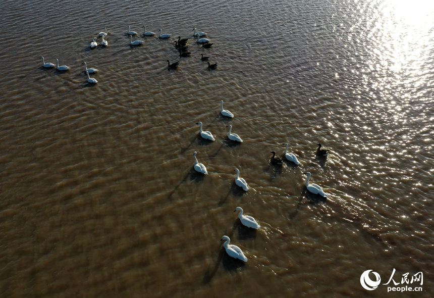 隨著冬季的來臨，我國最大的淡水湖鄱陽湖迎來大批越冬候鳥。人民網記者 時雨攝