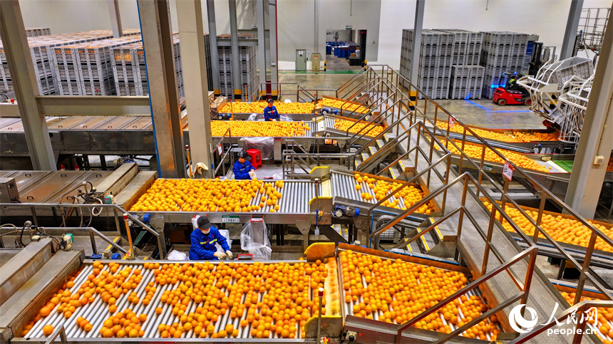 贛州市信豐縣的臍橙加工企業加緊進行選果、包裝等作業流程，確保水果市場供應足。人民網 朱海鵬攝