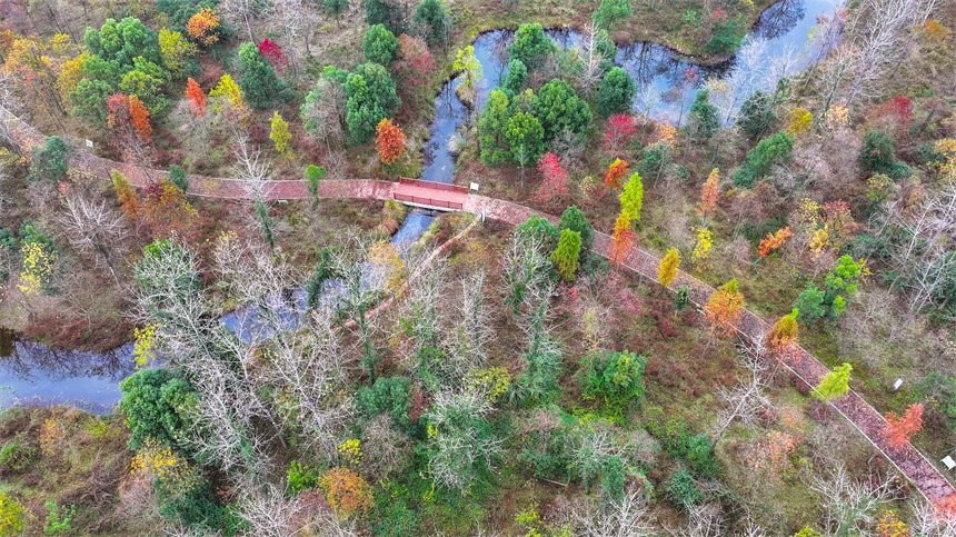 航拍鏡頭下的吉水縣吉湖國家濕地公園色彩斑斕，景色迷人。廖敏攝