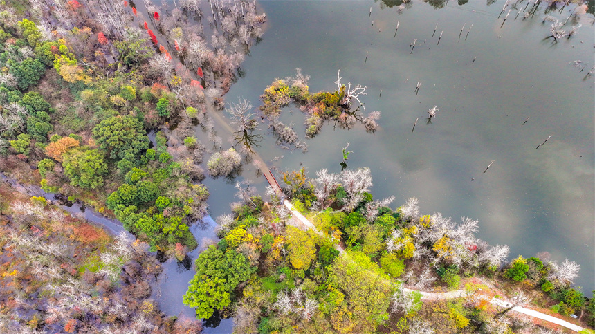 航拍鏡頭下的吉水縣吉湖國家濕地公園色彩斑斕，景色迷人。廖敏攝